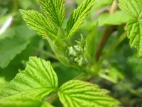 Himbeere.webp