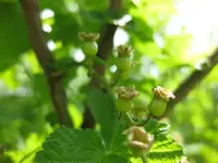 Johannisbeeren.webp
