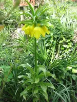 Kaiserkrone (2).webp