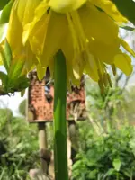Kaiserkrone.webp