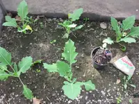 Kohlrabi.webp
