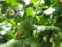 Stachelbeeren.webp