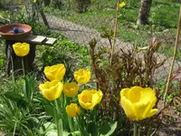 Tulpen (2).webp