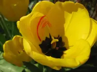 Tulpen (3).webp