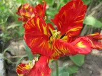 Tulpen (4).webp