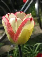 Tulpen (5).webp