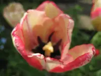 Tulpen (6).webp
