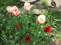 Tulpen (7).webp