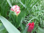 Tulpen (8).JPG