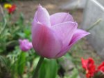 Tulpen (9).JPG