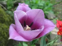 Tulpen (10).webp