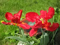 Tulpen (11).webp