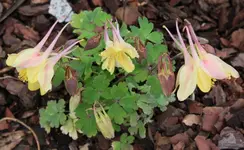 gelbe Akelei 130508.webp