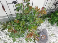 DSC01299.webp