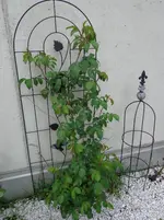 DSC01300.webp