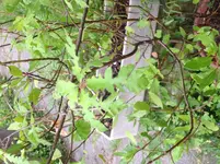 image.webp