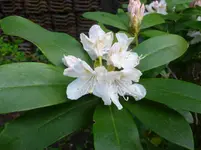 P1050620.webp