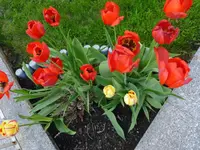 P1050656.webp