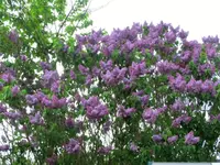 CIMG3048.webp