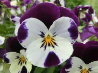 CIMG3065.webp