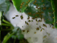 Speinnenbabys_3960.webp