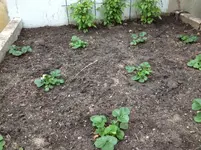 Erdbeeren.webp