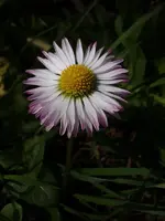 Gänseblümchen_4572.webp