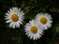 Gänseblümchen_4578.webp