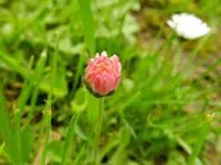 Gänseblümchen_2871.webp