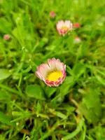 Gänseblümchen_2865.webp