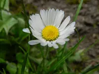 Gänseblümchen_2873.webp