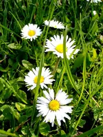 Gänseblümchen_3919.webp