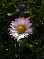Gänseblümchen_3923.webp