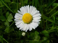 Gänseblümchen_2861.webp