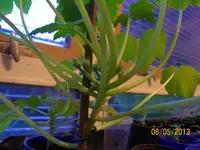Zuccini 100_1255 (Large).webp