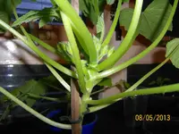 Zuccini 100_1256 (Large).webp