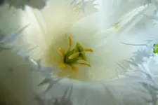 2013_0508Frühling0027 weisse tulpe.webp