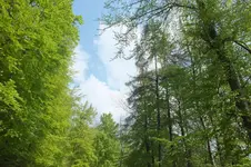 2013_0505Frühling0001.webp