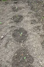 Kartoffeln_Achterbeet.webp