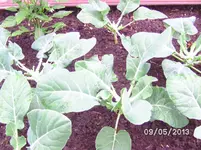 Staudenblumenkohl (2).webp