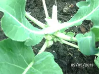 Staudenblumenkohl.webp