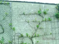 Wein (2).webp