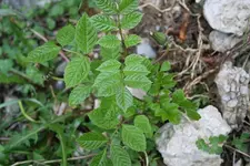 unbekannt 09.05.13 (1).webp
