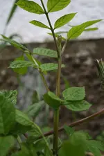 unbekannt 09.05.13 (2).webp