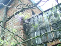 Blauregen.webp