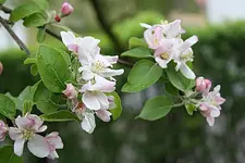 Apfel 09.05.13.webp