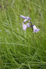 Hyazinthe 09.05.13.webp
