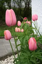 Tulpen und Pfingstrose 09.05.13.webp