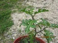 IMG_1017.webp