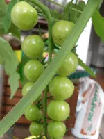 SAM_0776.webp